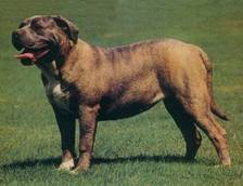 Cão de Presa Maiorquino